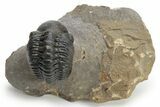 Detailed Reedops Trilobite - Aatchana, Morocco #225355-1